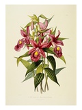 Sobralia Macrantha
