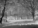 Central Park in Winter