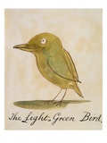 The Light Green Bird