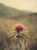 Thistle 2