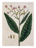 Tobacco Plant