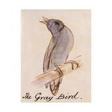 The Gray Bird