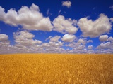 Wheat Field