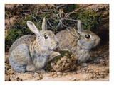 Two Rabbits