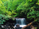 Water Falling onto Rocks and Log