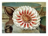 Victoria Regia or the Great Water Lily of America (Complete Bloom)