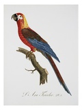 Tricolor Macaw