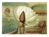 Victoria Regia or the Great Water Lily of America (Opening Flower)