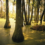Trees Amid Swampy Garden
