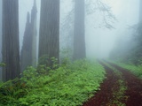 Unpaved Road in Misty Redwood Forest