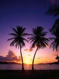 Twin Palms at Sunset
