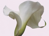 White Calla Lily Flower