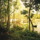 Trees Amid Swampy Garden