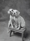 Two Dogs at Bench