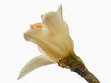 White Daffodil