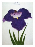 Yedo-Jiman Book of a Purple Iris