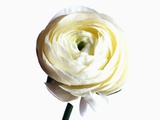 White Peony