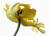 Yellow Tulips