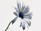 White Daisy with Blue Center