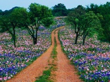 Wildflowers Along a Dirt Road