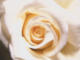 White Rose