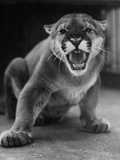 Zoo Held Cougar Snarling in Attack Position