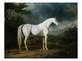 White Horse in a Wooded Landscape