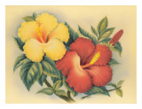 Hawaiian Hibiscus