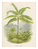 Tree Fern  18th Century
