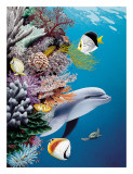 Dolphin’s Reef  Hawaii