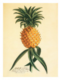 Ho’okipa  Hawaiian Pineapple c1742
