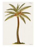 Coconut Palm Tree  18th Century