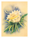 Hawaii Night Blooming Cereus  c 1940s
