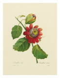 Red Passion Flower