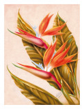 Hawaiian Bird of Paradise  c1940s