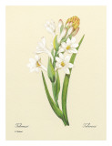 White Tuberose  c1833