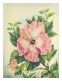 Hawaiian Pink Hibiscus  c1940s