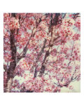 Cherry Tree