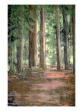 Illustration of Pine Trees in a Forest