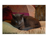 Christiana's Cat