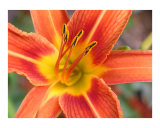 Tigerlily beauty from my garden