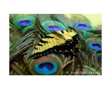 Butterfly on Bed of Eyes