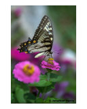 Tiger Swallowtail Perched