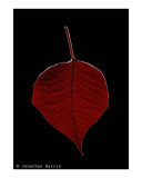 Red Leaf No 9