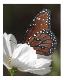 Butterfly 310