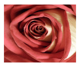 Rose 114