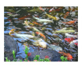 Koi Fish Pond