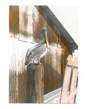Pelican