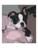 Angus Cut Out
