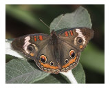 Butterfly 317